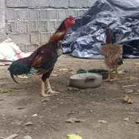 لاری فوری مفت