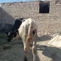گاو نر