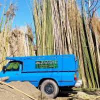 خرید و فروش بامبو