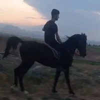 اسب