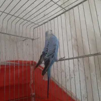 یک عدد مرغ عشق