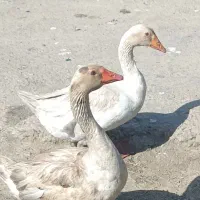 قاز|حیوانات مزرعه|چهاردانگه (تهران), |دیوار