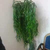 گلهای زیبا