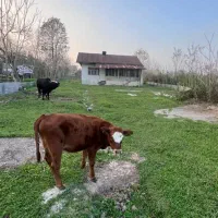 فروش-ویلا-2200-متری-برآسفالت