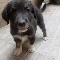 توله سگ 2قلو