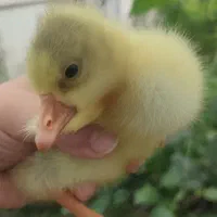 بچه غاز