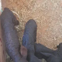فروش ۴ راس بره شیری افشاری