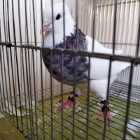 کفتر طوقی نر هف رنگ الماسی