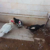 اردک مسکویی