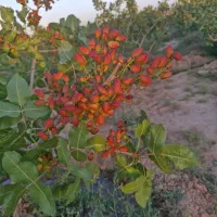 باغ-پسته-28000-متری-محصور-3000-متر-مجوز-گلخانه