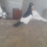 کفتر . یهودی . پلنگ