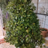 گل یاس هلندی