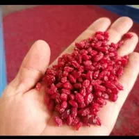 زرشک درجه یک خراسان