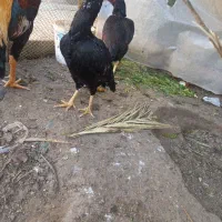 اسباب بازی مرغ