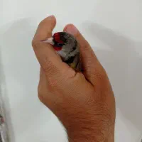 سهره دورگ زاغ