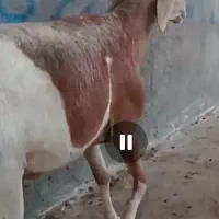 قوچ چینی اصل