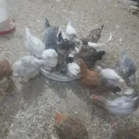 جوجه مرغ خروس