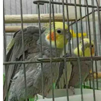 سه عروس هلندی