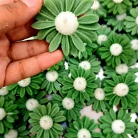 گیفت بابونه عید غدیر