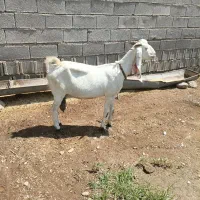 بز‌‌‌‌‌‌‌‌‌  ‌|حیوانات مزرعه|دزفول, |دیوار