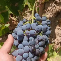 انگور سیاه ترکمن چهار بی هسته