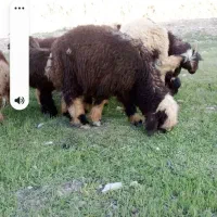 بره شیرمست مناسب کشت
