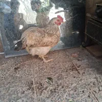 مرغ ماده سرحال سالم