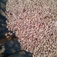 لوبیا درختی درجه یک