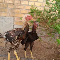 معاوضه