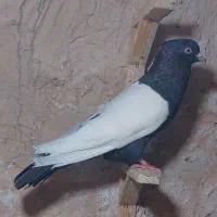 کفتر مقبول سینه