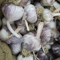 سیر قرمز بذری و مصرفی