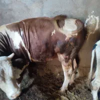 گاو گوشتی سیمتال