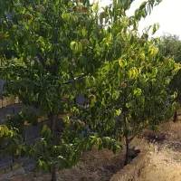 خانه ویلایی روستایی ۵۰۰ متری