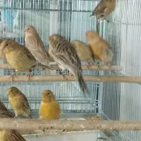 فروش تعداد جوجه قناری چغندری