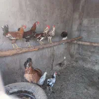 خروس