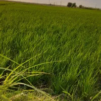 یک هکتار زمین کشاورزی تمام شالی