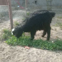 بزغاله شیری. بره