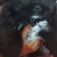 سگ پامر