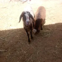 میش و بزغاله