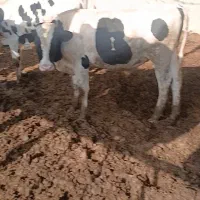 فروش گوساله نر نیم گوشت