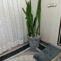 گل طبیعی سانسوریا خوشکل