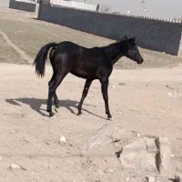 اسب|اسب و تجهیزات اسب‌سواری|فلاورجان, |دیوار