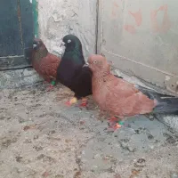 چهار عدد کلی نر