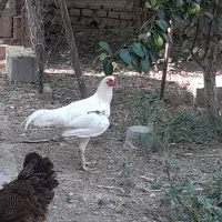 خروس