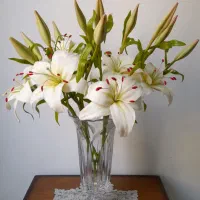 گل لیلیوم منعطف