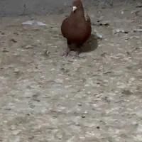 کبوتر