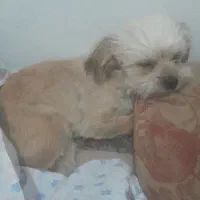 سگ پاکوتا