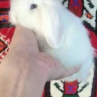 خرگوش لوپ هلندی سفید