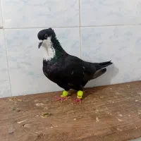سلام کفتر فروشی