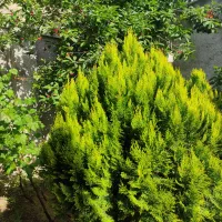 قرارداد زمین زعفرانیه